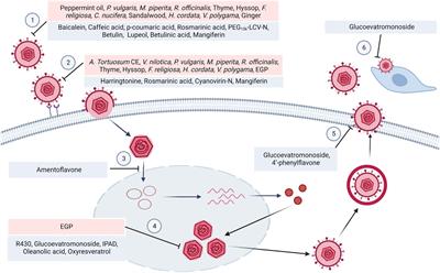 Medicinal plants and natural compounds against acyclovir-resistant HSV infections